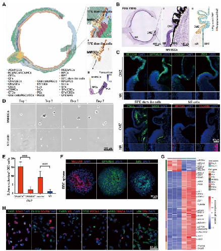 图1 hNRSCs在睫状缘区（CMZ）的空间分布与分化潜能